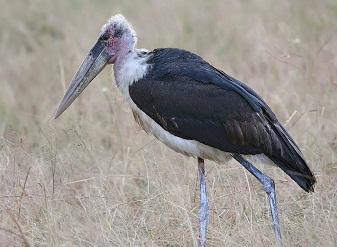 Marabou Storks in Kenya