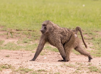 Olive Baboons in Kenya