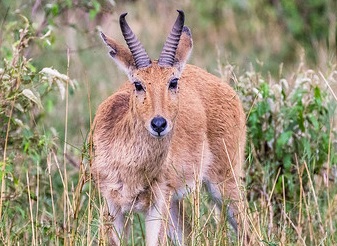 Oribis in Kenya
