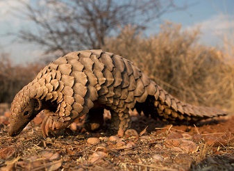 Pangolins in Kenya
