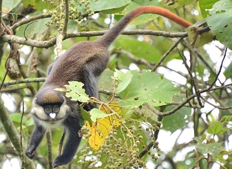 Red Tailed Monkeys in Kenya