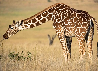 Reticulated Giraffe in Kenya
