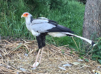 Secretary Birds in Kenya