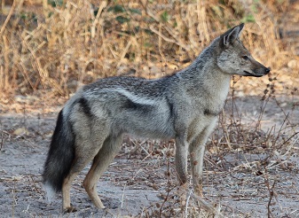 Side Striped Jackal in Kenya