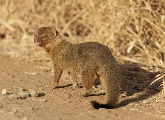 Slender Mongoose in Kenya