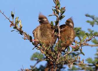 Speckled Mousebirds in Kenya