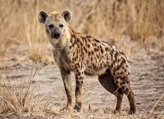 Spotted Hyenas in Kenya