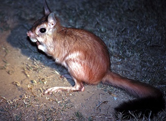 Spring Hare in Kenya