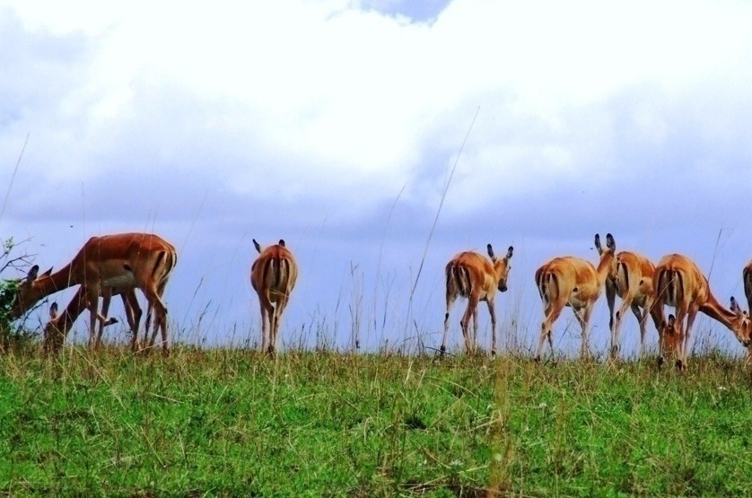 gazelle herd