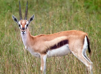 Thomson's Gazelles in Kenya
