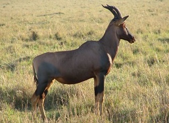 Topi in Kenya