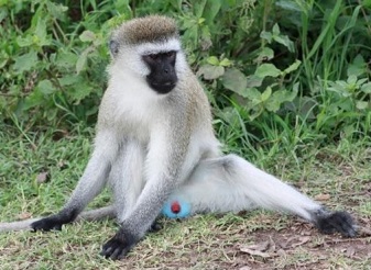 Vervet Monkeys in Kenya