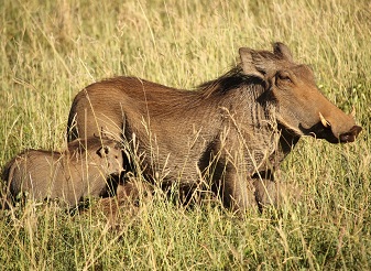 Warthogs in Kenya