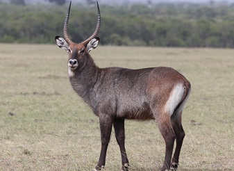 Waterbucks in Kenya