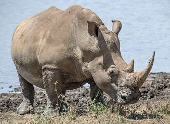 Rhinos in Kenya