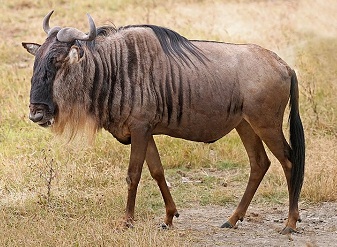 Wildebeest in Kenya