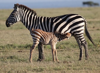 Zebra in Masai Mara
